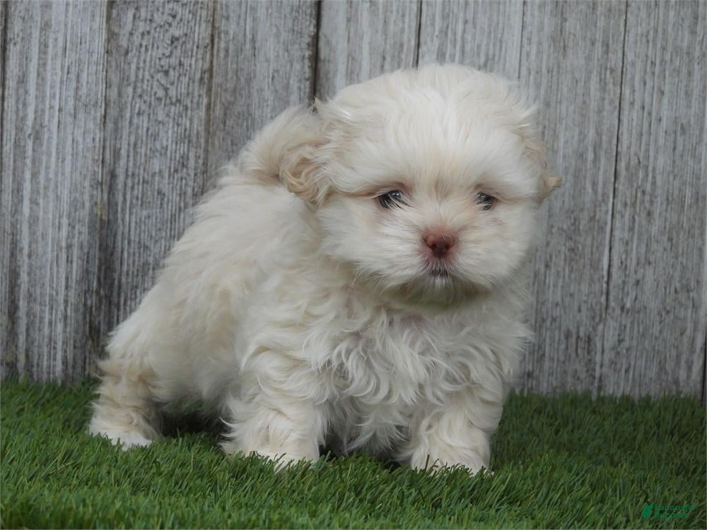 Shih Tzu dogs Ruby - Ad 1