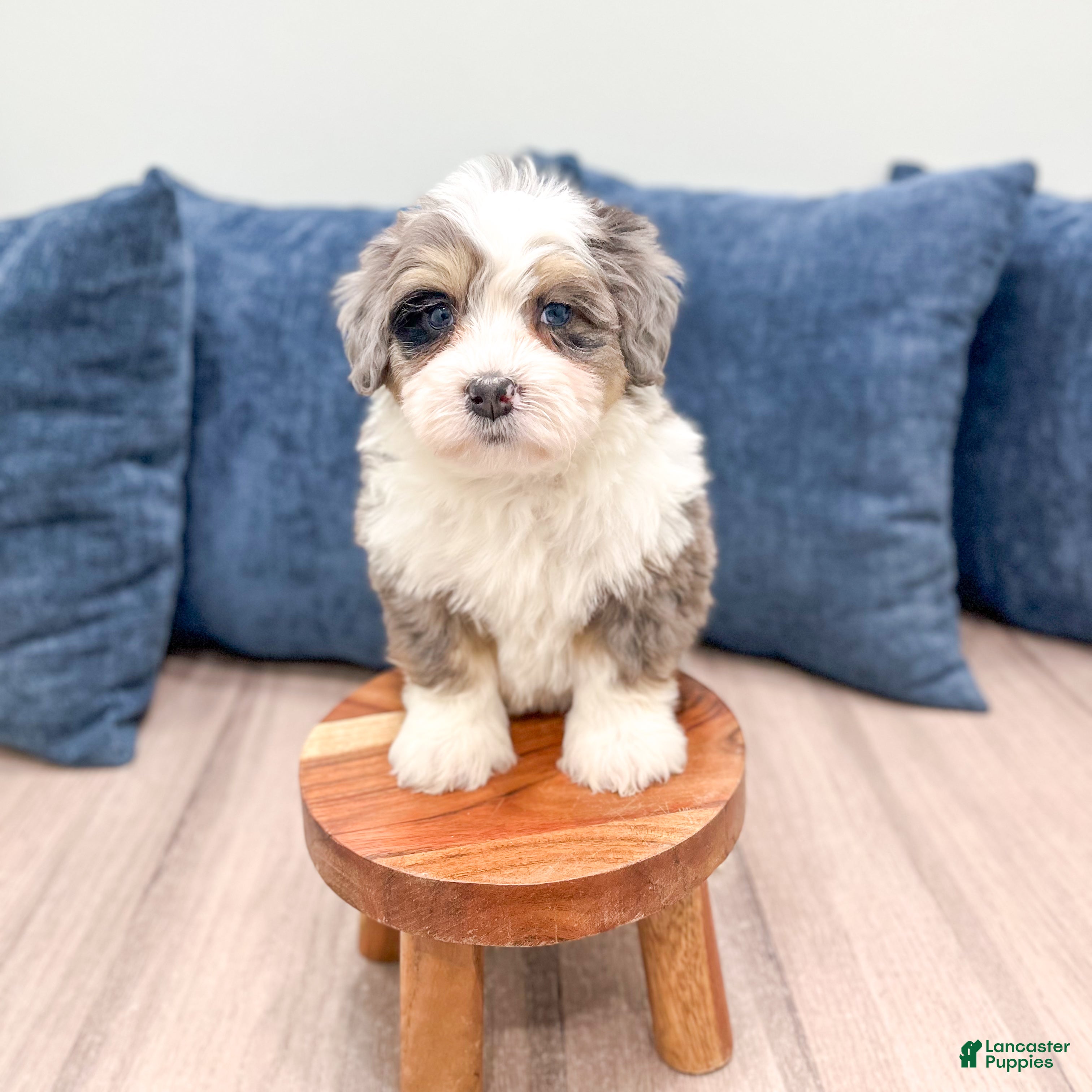 Mini Bernedoodle dogs Jordan - Ad 2