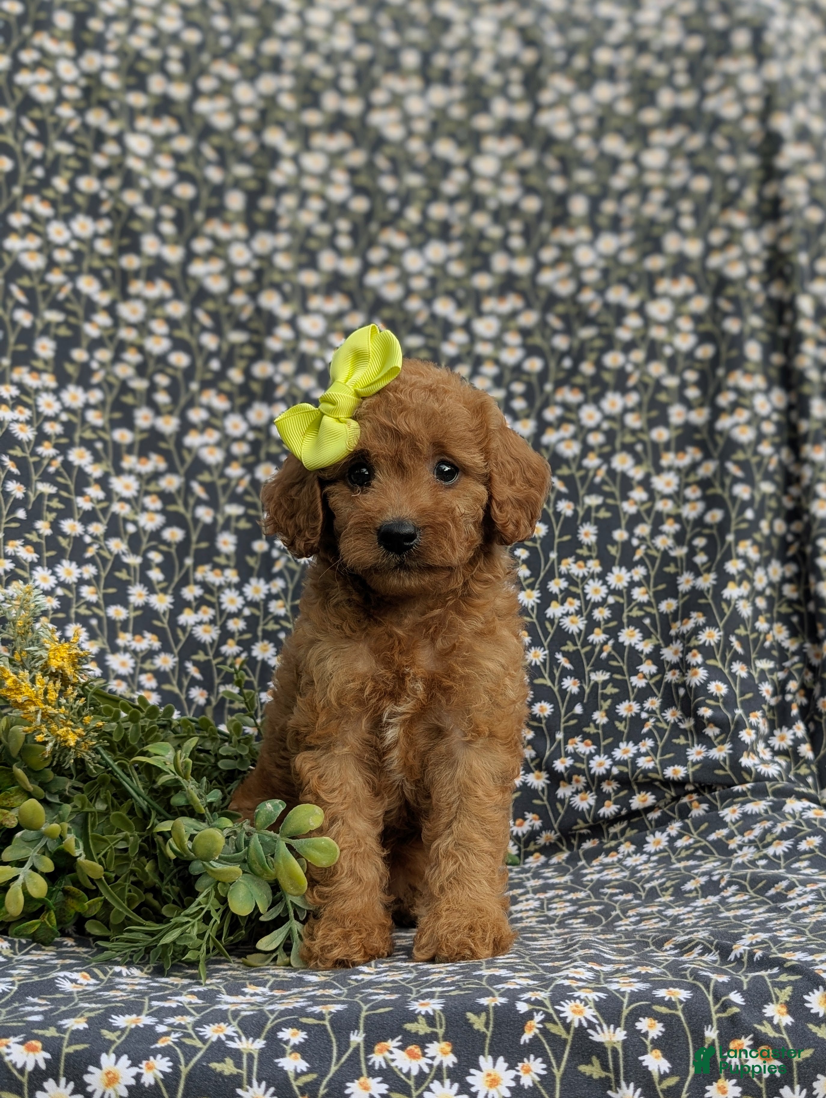 Cavapoo dogs Aimee - Ad 2
