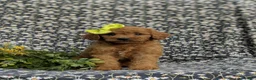 Cavapoo dogs for sale: Aimee - Ad 2