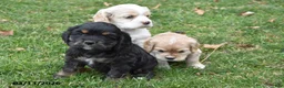 Cocker Spaniel dogs for sale: Tucker - Ad 4