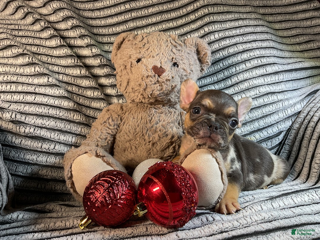 French Bulldog dogs for sale: Max  - Ad 13