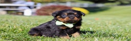 Rottweiler dogs for sale: Maverick - Ad 5