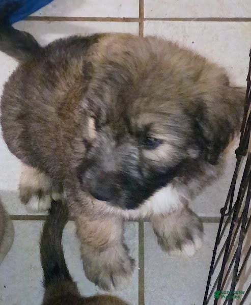 Mixed Breed dogs for sale: BLACKEE - Ad 4