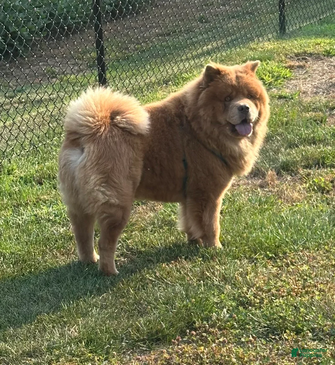 Chow Chow dogs for sale: Grizzly  - Ad 1