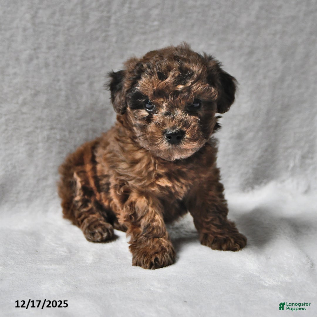 Toy Poodle dogs for sale: Kyle John - Ad 1