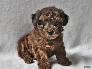 Toy Poodle dogs Kyle John - Ad 21