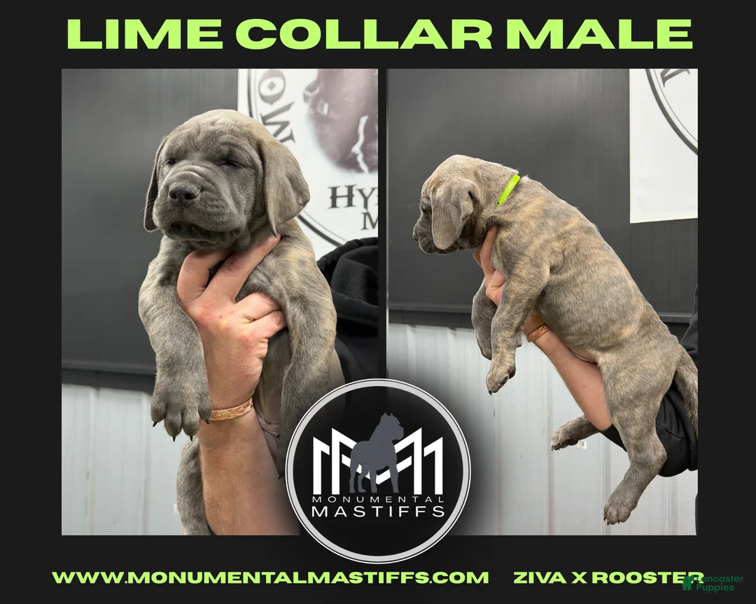 Mixed Breed dogs for sale: Lime Collar Male - Ad 2