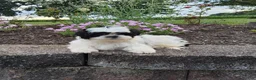 Shih Tzu dogs for sale: Teddy - Ad 10