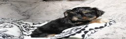 Shorkie dogs for sale: Blair - Ad 7