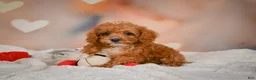 Cavapoo dogs for sale: Charles - Ad 12