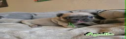 French Bulldog dogs for sale: Apollo - Ad 3