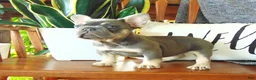 French Bulldog dogs for sale: Missy - Ad 10