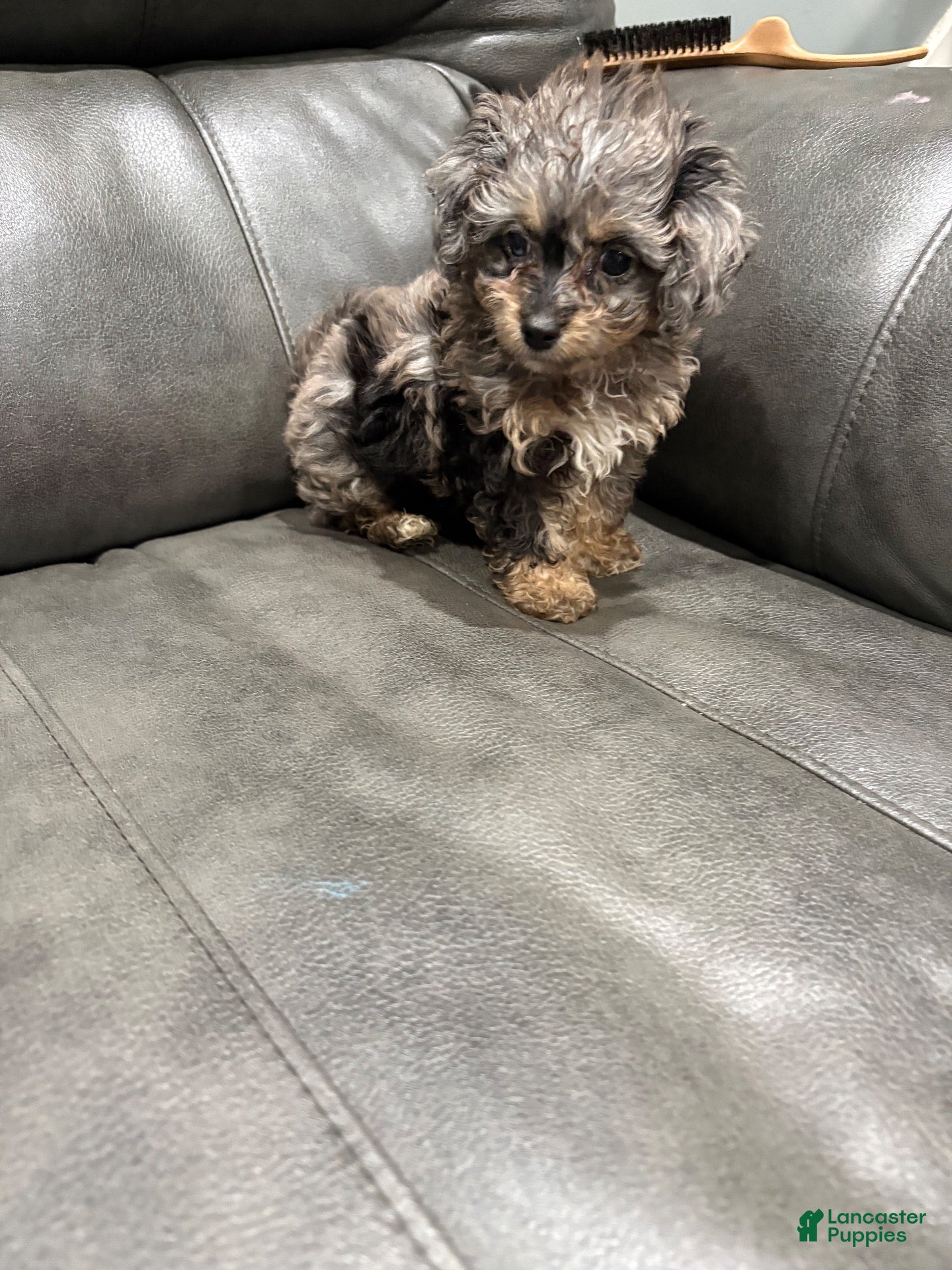 Toy Poodle dogs Toy Poodle 1 - Ad 2