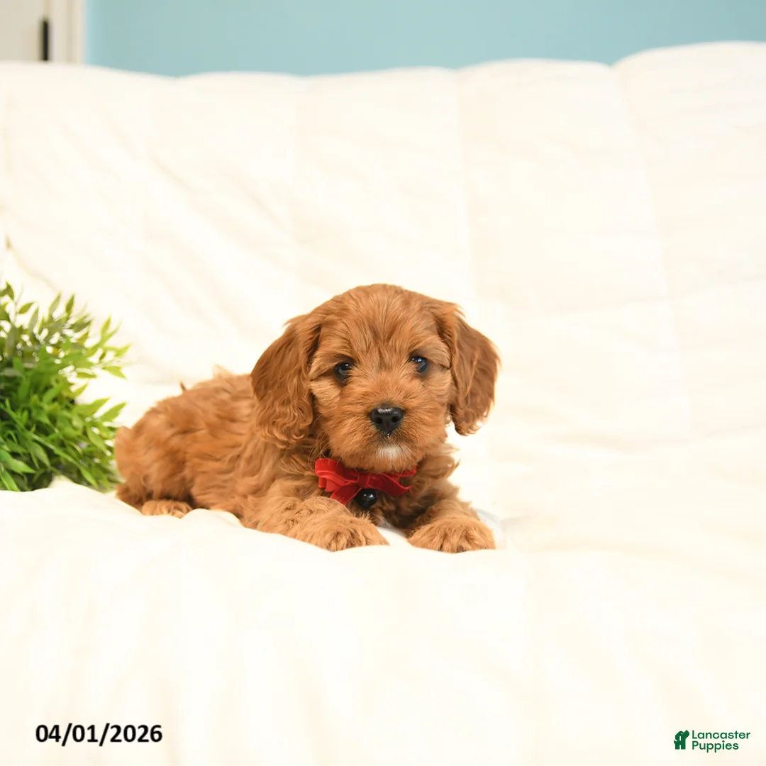 Cavapoo dogs for sale: Toby - Ad 3