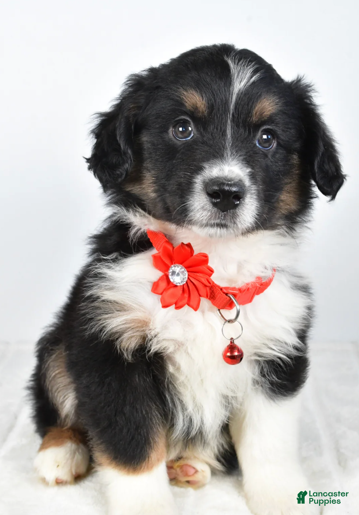 Miniature Australian Shepherd dogs Bessie - Ad 16