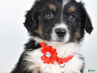 Miniature Australian Shepherd dogs Bessie - Ad 27