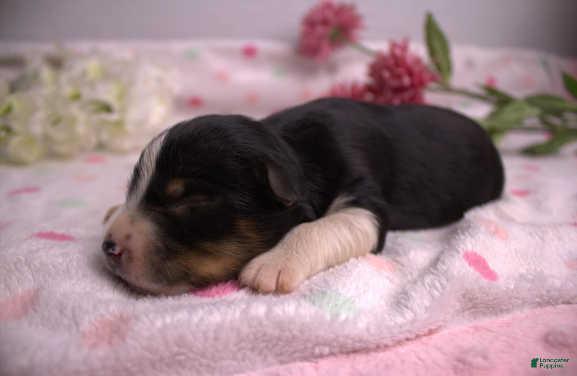 Miniature Australian Shepherd dogs Black tri female - Ad 2