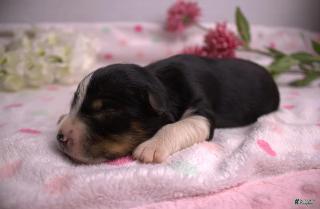 Miniature Australian Shepherd dogs for sale: Black tri female - Ad 2