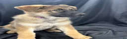 German Shepherd dogs for sale: Bella - Ad 6