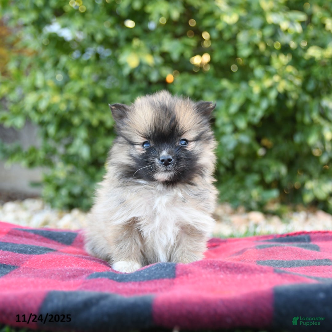 Pomeranian dogs for sale: Prissy - Ad 2