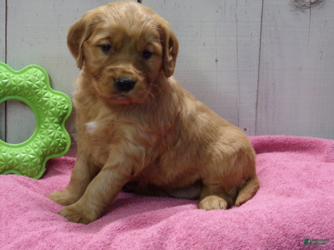 Golden Retriever dogs for sale: Patsy - Ad 3