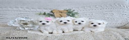 Maltese dogs for sale: Valentine EXTRA SMALL - Ad 3