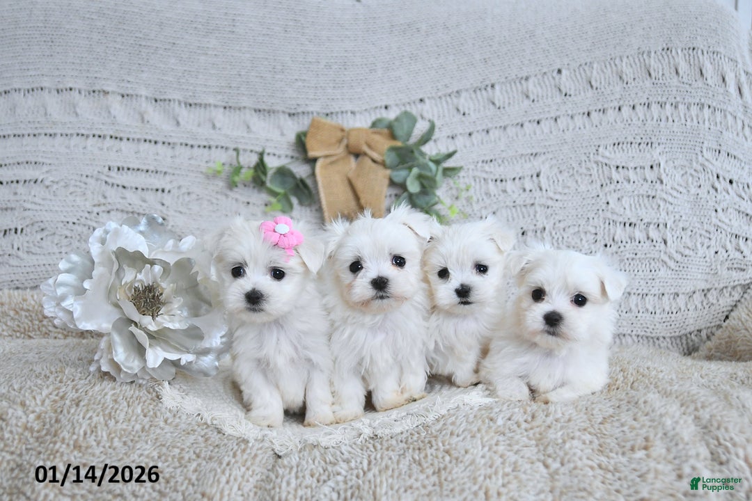 Maltese dogs for sale: Valentine EXTRA SMALL - Ad 3
