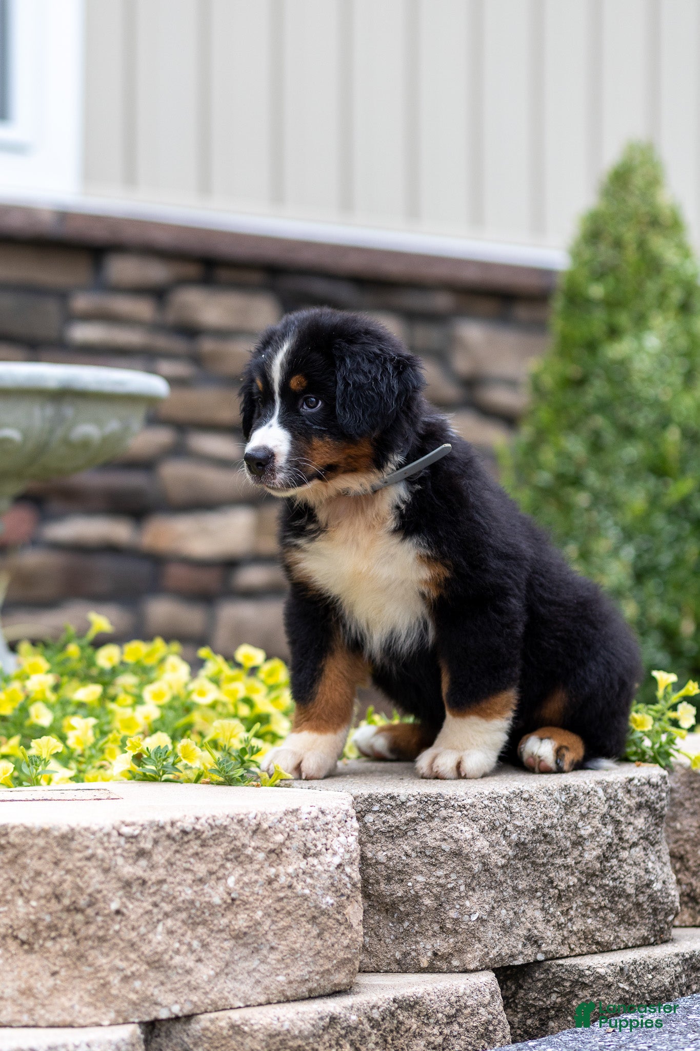 Bernese Mountain Dog dogs Renn - Ad 2