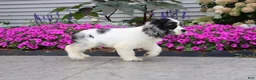 Cocker Spaniel dogs for sale: Apollo - Ad 4
