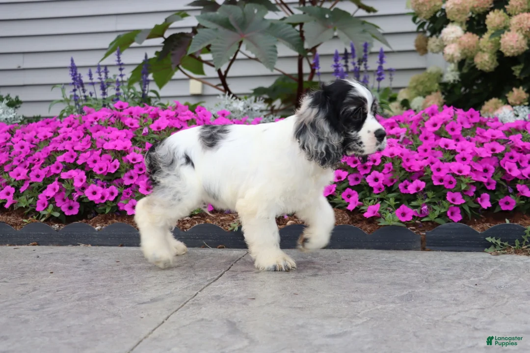 Cocker Spaniel dogs for sale: Apollo - Ad 4