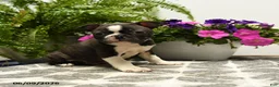 Boston Terrier dogs for sale: Gregory - Ad 4