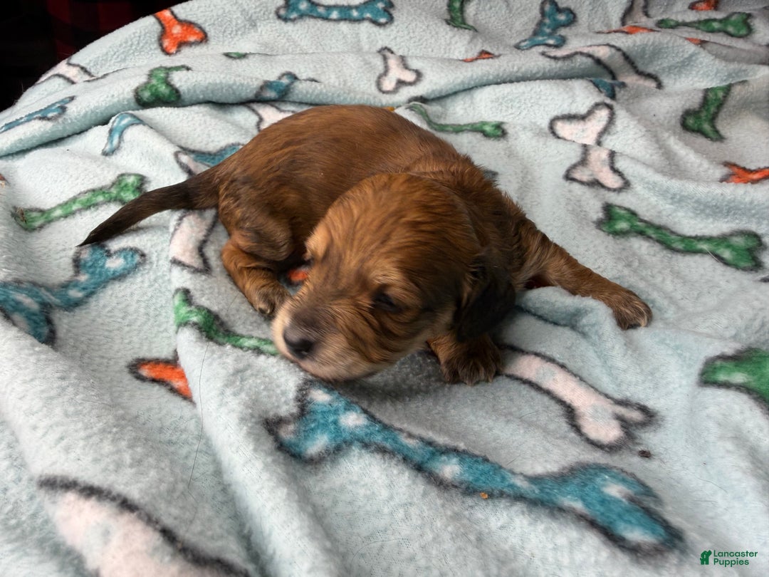Miniature Dachshund dogs for sale: Cream/red  - Ad 2
