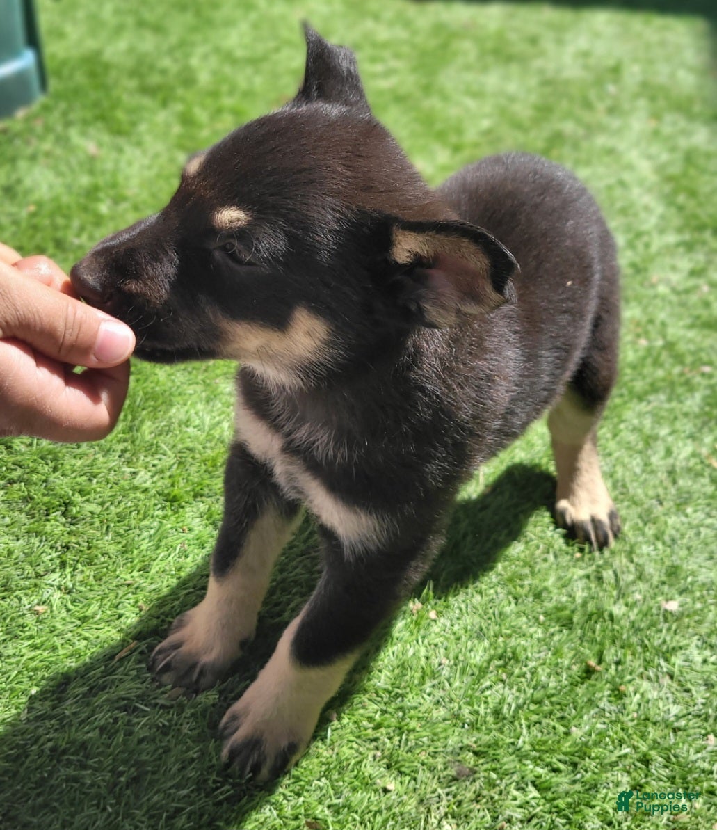 German Shepherd dogs Romeo - Ad 13