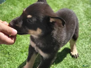 German Shepherd dogs Romeo - Ad 8