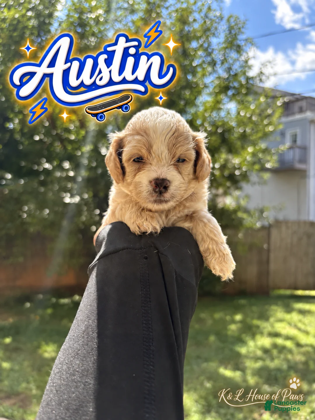 Maltipoo dogs for sale: Austin  - Ad 2