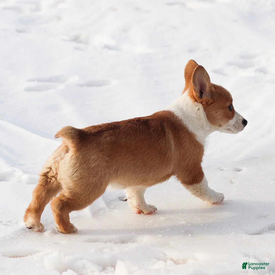 Welsh Corgi Pembroke dogs for sale: Karson Welsh Corgi Pembroke - Ad 11