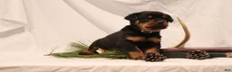 Rottweiler dogs for sale: Alfonzo - Ad 5
