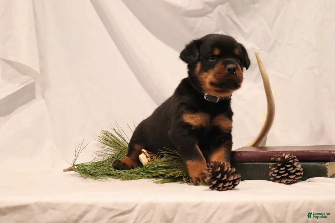 Rottweiler dogs for sale: Alfonzo - Ad 5