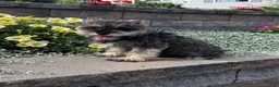Miniature Schnauzer dogs for sale: Katie - Ad 4