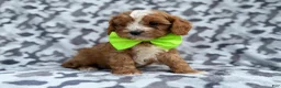 Cavapoo dogs for sale: Jeb - Ad 7