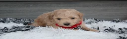 Bichpoo dogs for sale: Kelby - Ad 10
