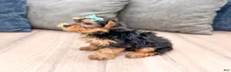 Yorkshire Terrier dogs for sale: Macy - Ad 4