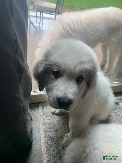Great Pyrenees dogs Great Pyrenees 6 - Ad 1