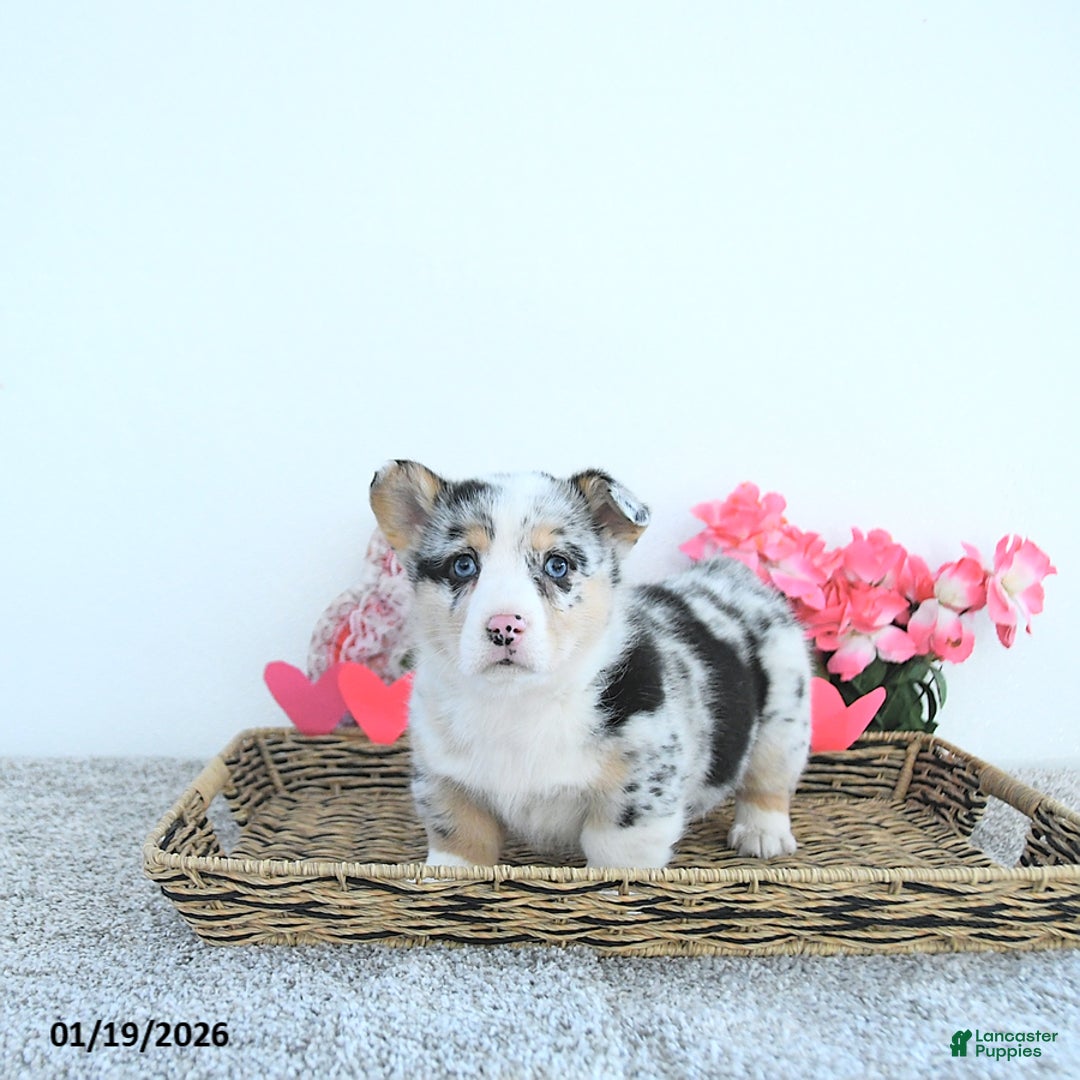 Welsh Corgi Pembroke dogs for sale: Rusty - Ad 4