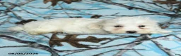 Maltese dogs for sale: Icon - Ad 5