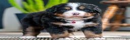 Bernese Mountain Dog dogs for sale: Chloe - Ad 3