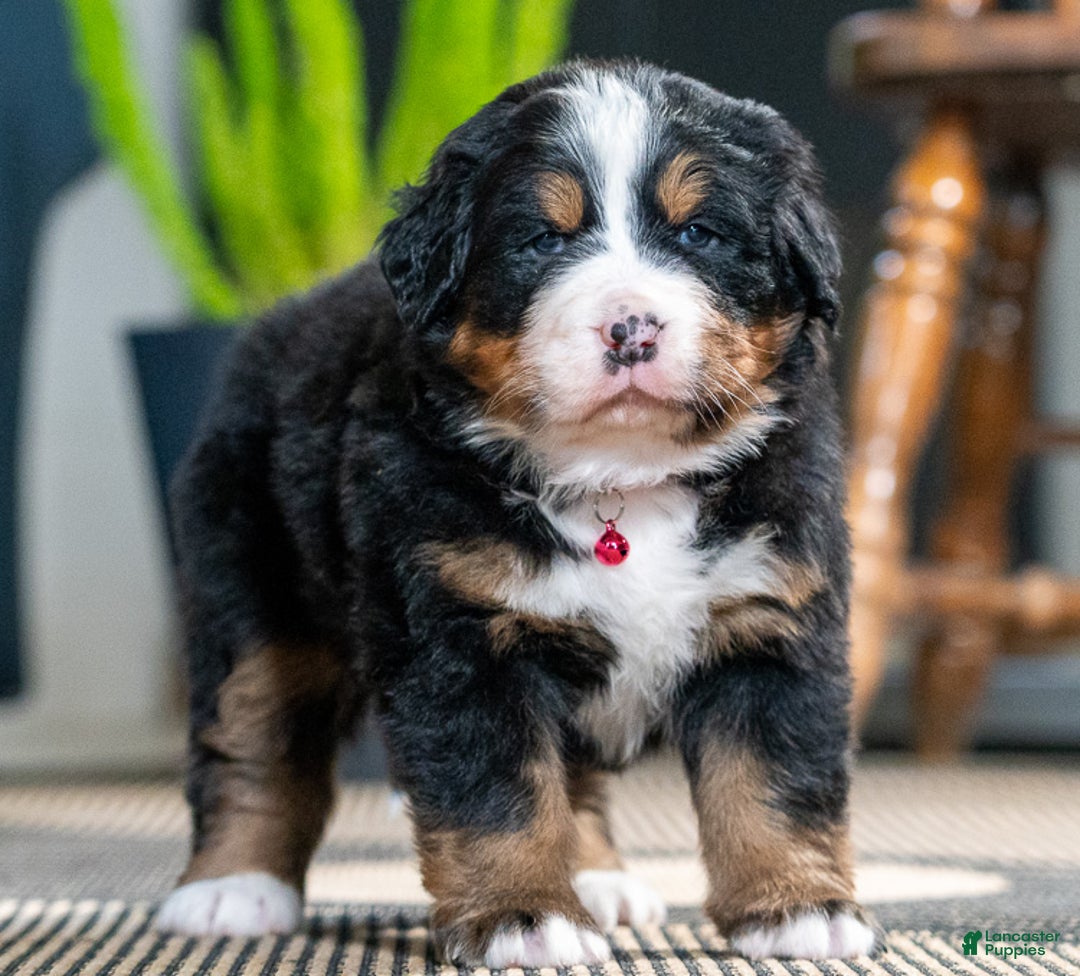 Bernese Mountain Dog dogs for sale: Chloe - Ad 3