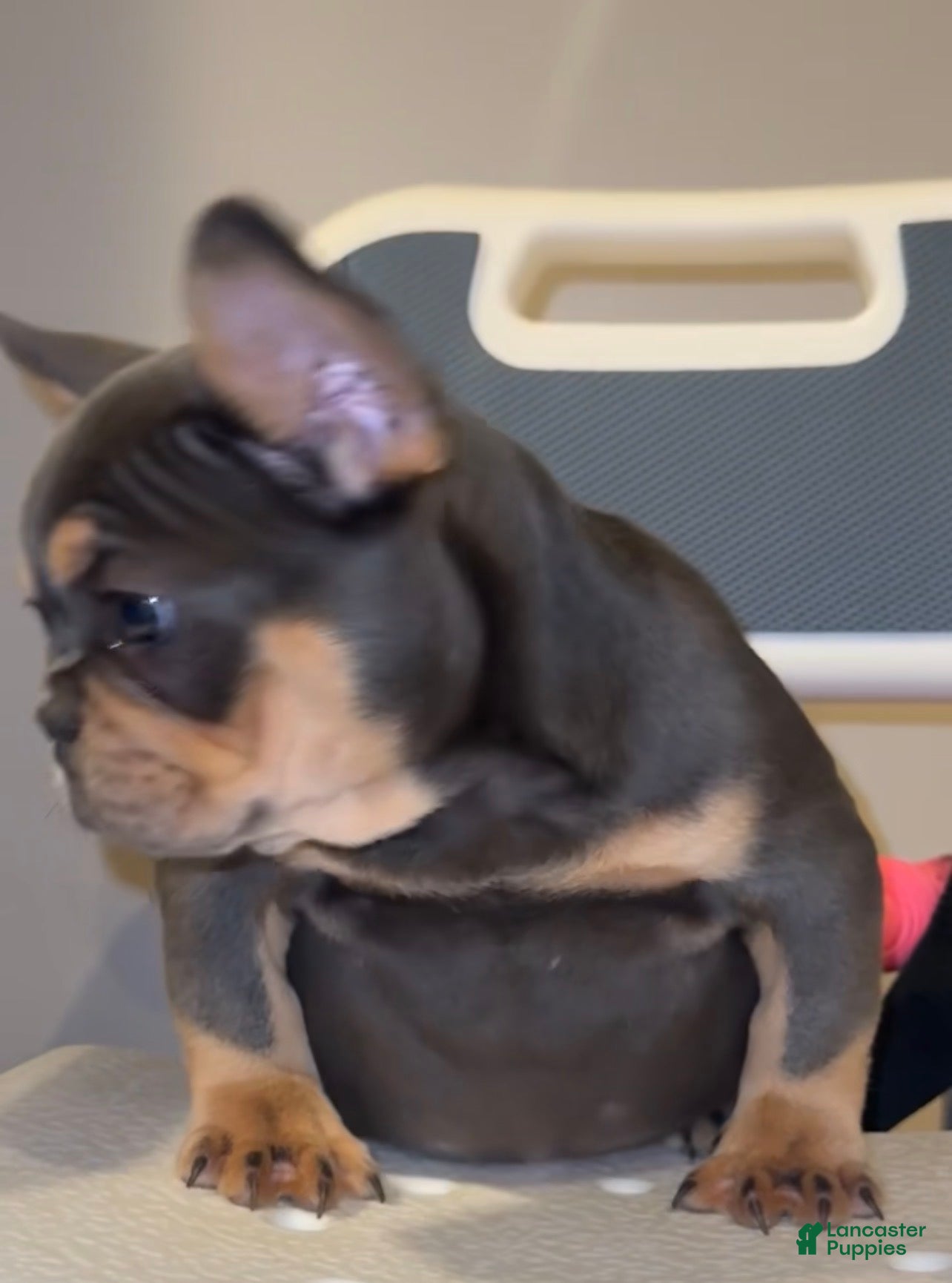 French Bulldog dogs for sale: Blue Papa  - Ad 1