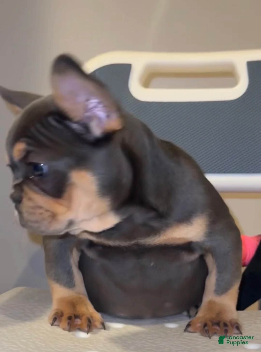 French Bulldog dogs for sale: Blue Papa  - Ad 1
